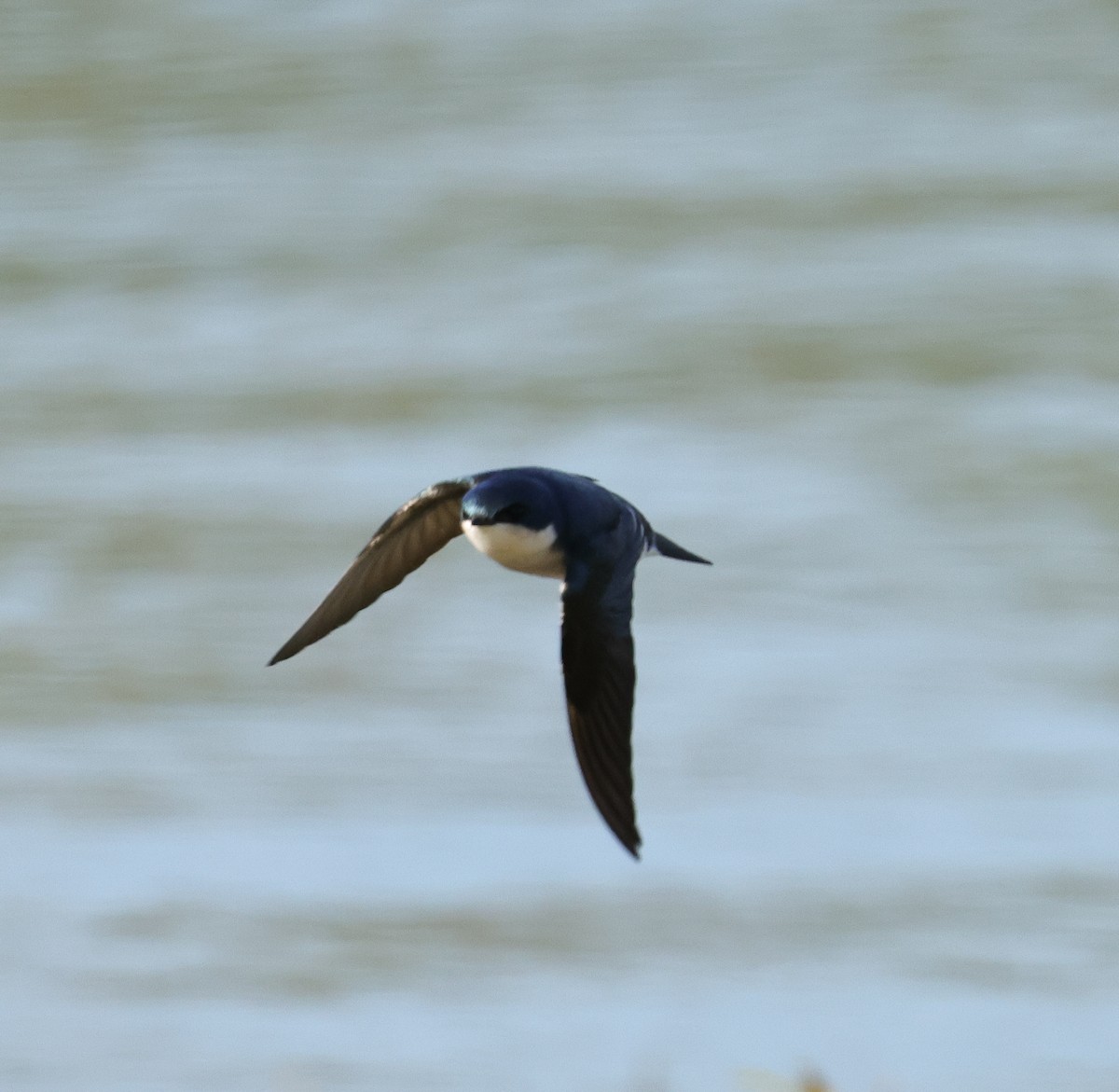 Tree Swallow - ML646670626