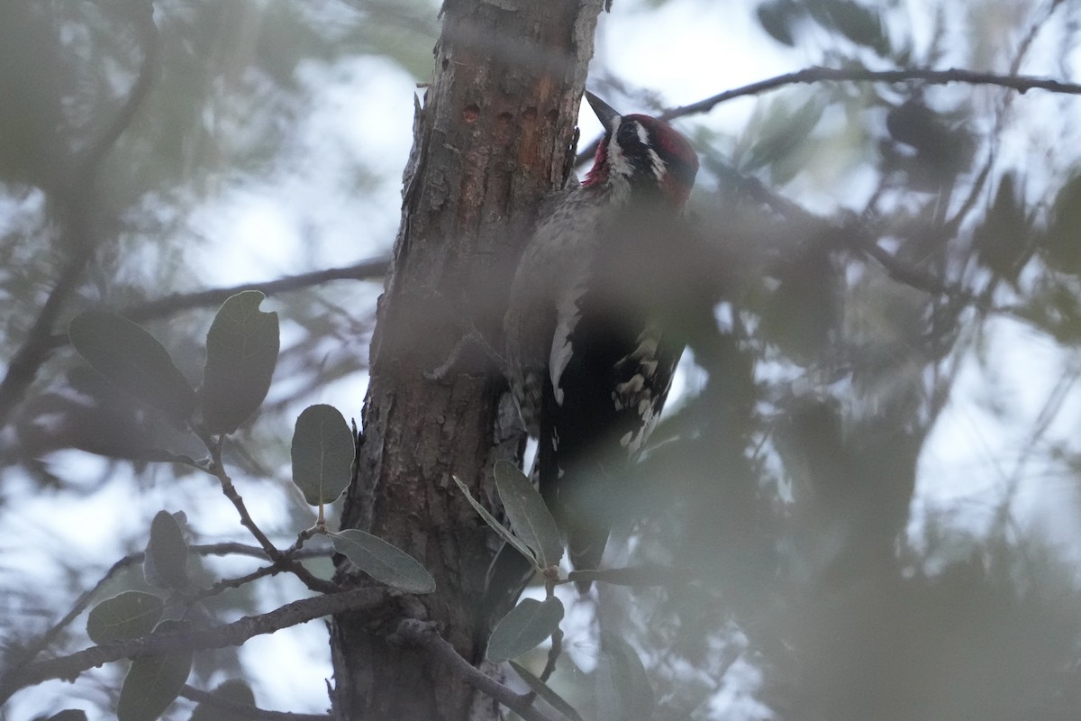 Red-naped Sapsucker - ML646670628