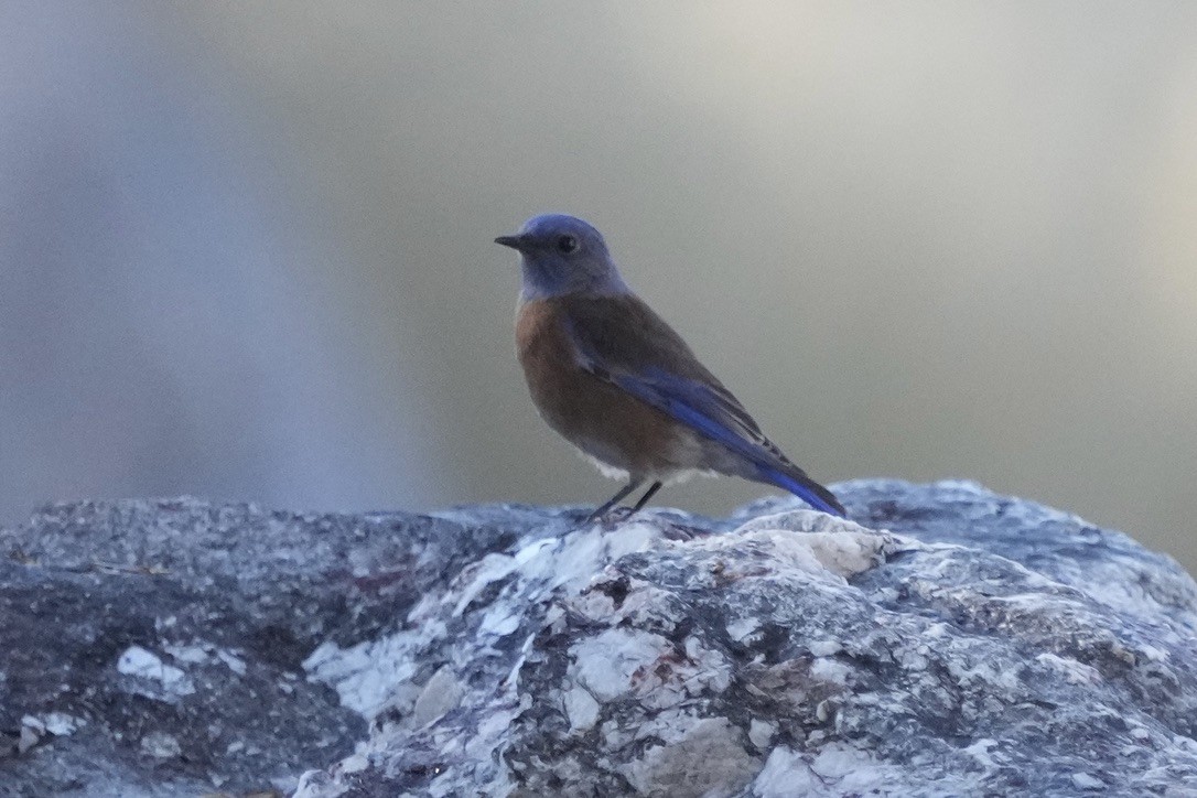 salašník západní - ML646670635