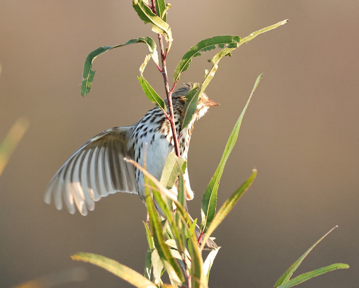 Savannah Sparrow - ML646670637