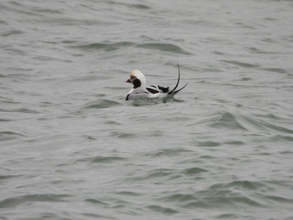 Long-tailed Duck - ML646670639