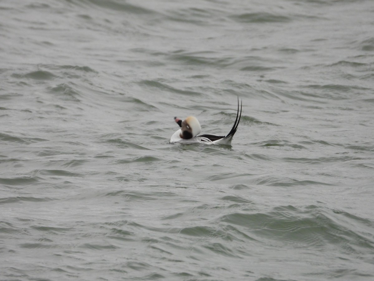 Long-tailed Duck - ML646670640