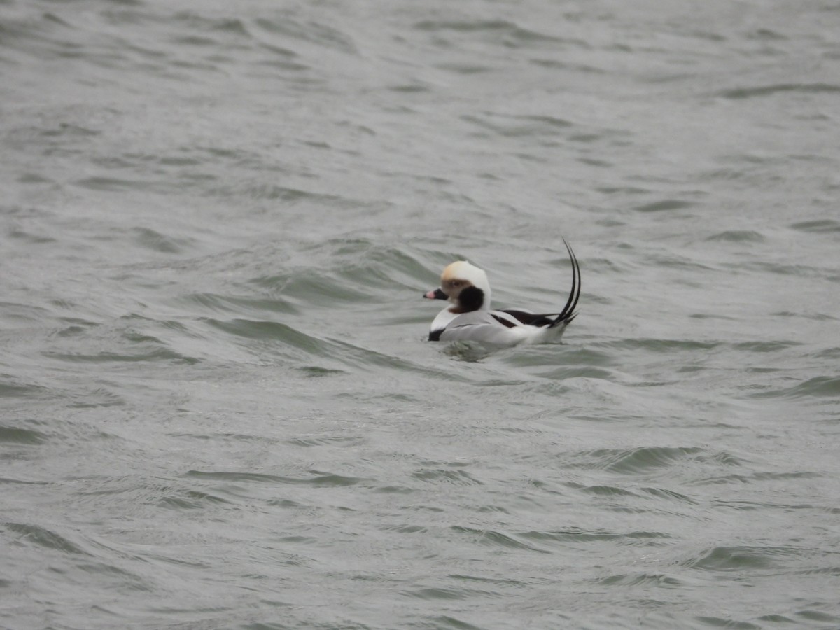 Long-tailed Duck - ML646670641