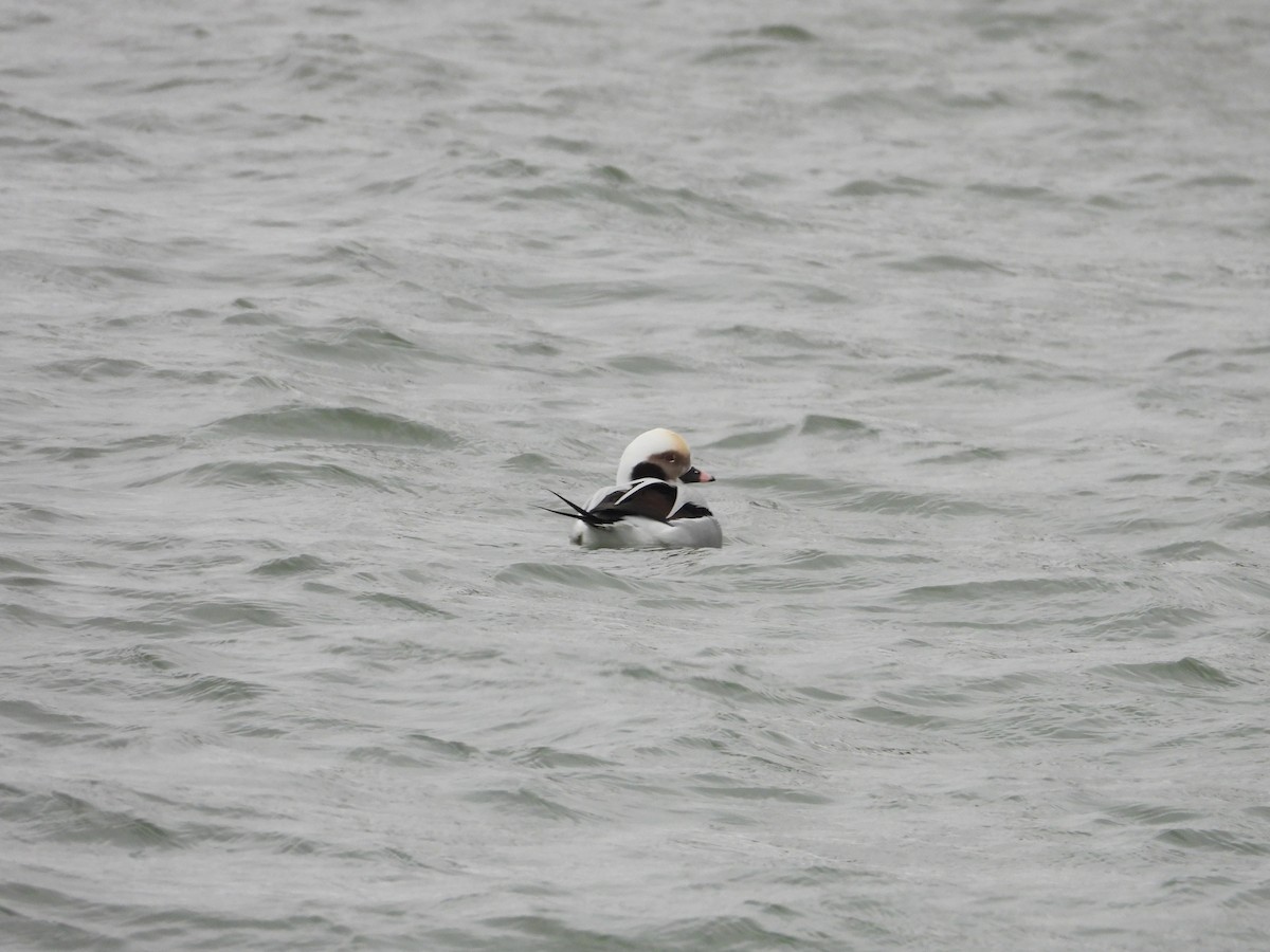 Long-tailed Duck - ML646670643