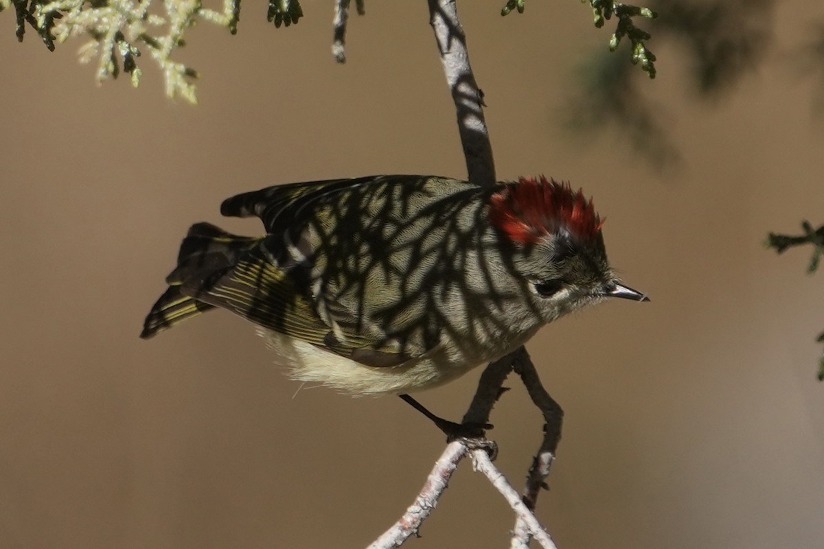 Ruby-crowned Kinglet - ML646670644