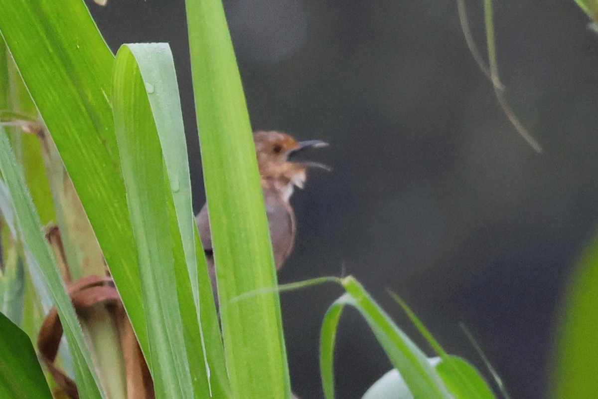 Rotgesicht-Zistensänger - ML646670647