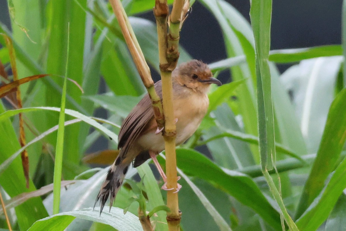 Rotgesicht-Zistensänger - ML646670648