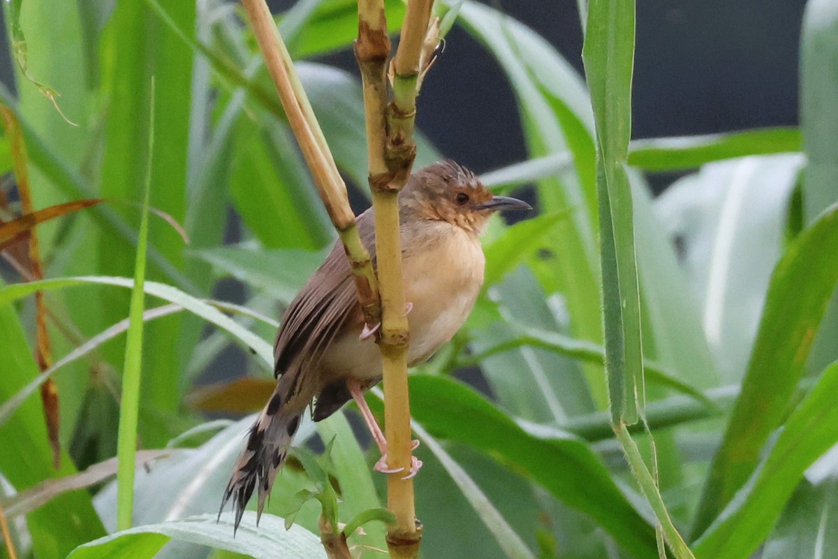 Rotgesicht-Zistensänger - ML646670649