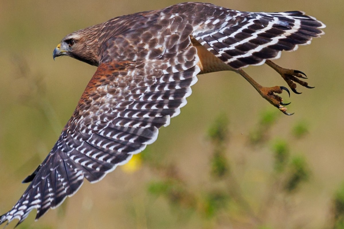 Red-shouldered Hawk - ML646670650
