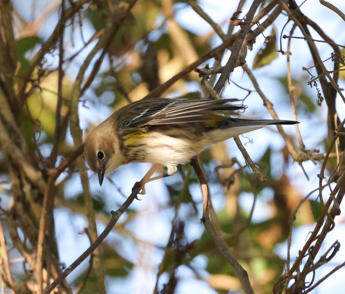 Yellow-rumped Warbler (Myrtle) - ML646670655