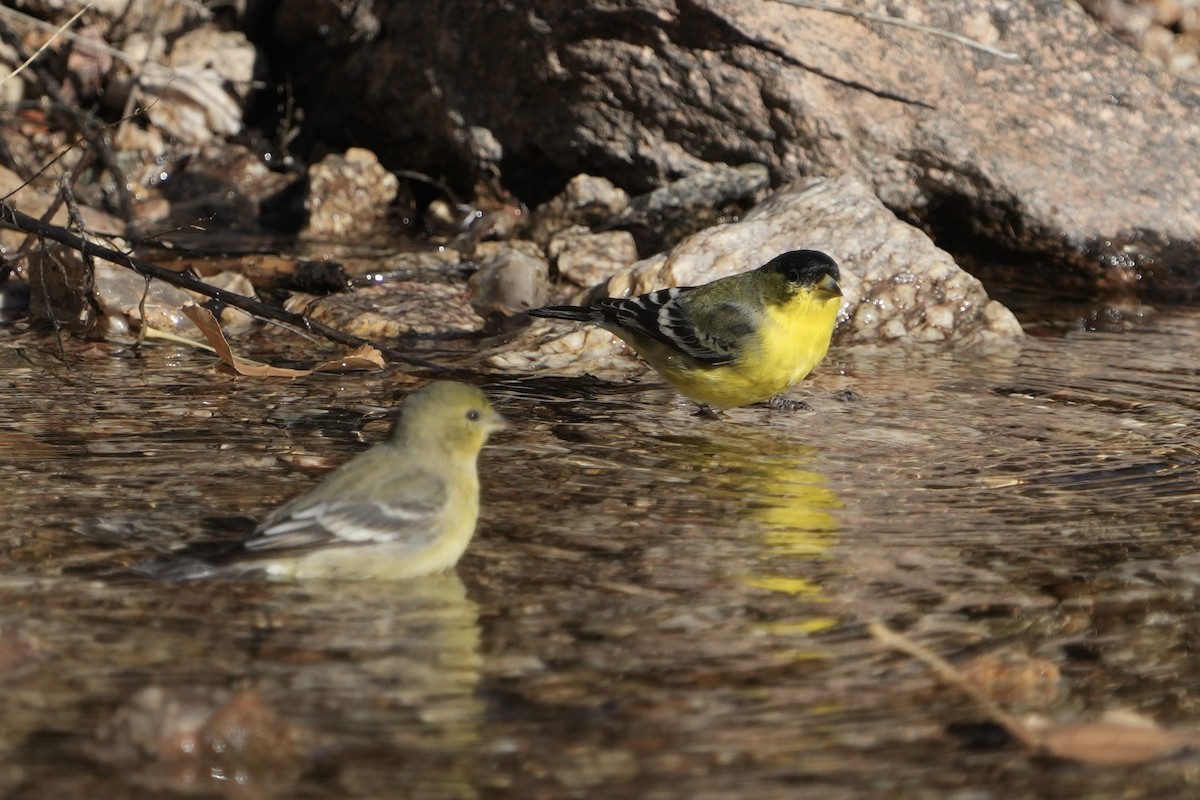 čížek mexický - ML646670659