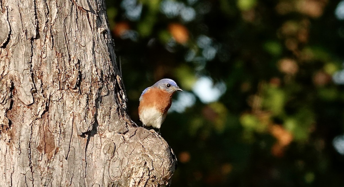 Восточная сиалия - ML646670661