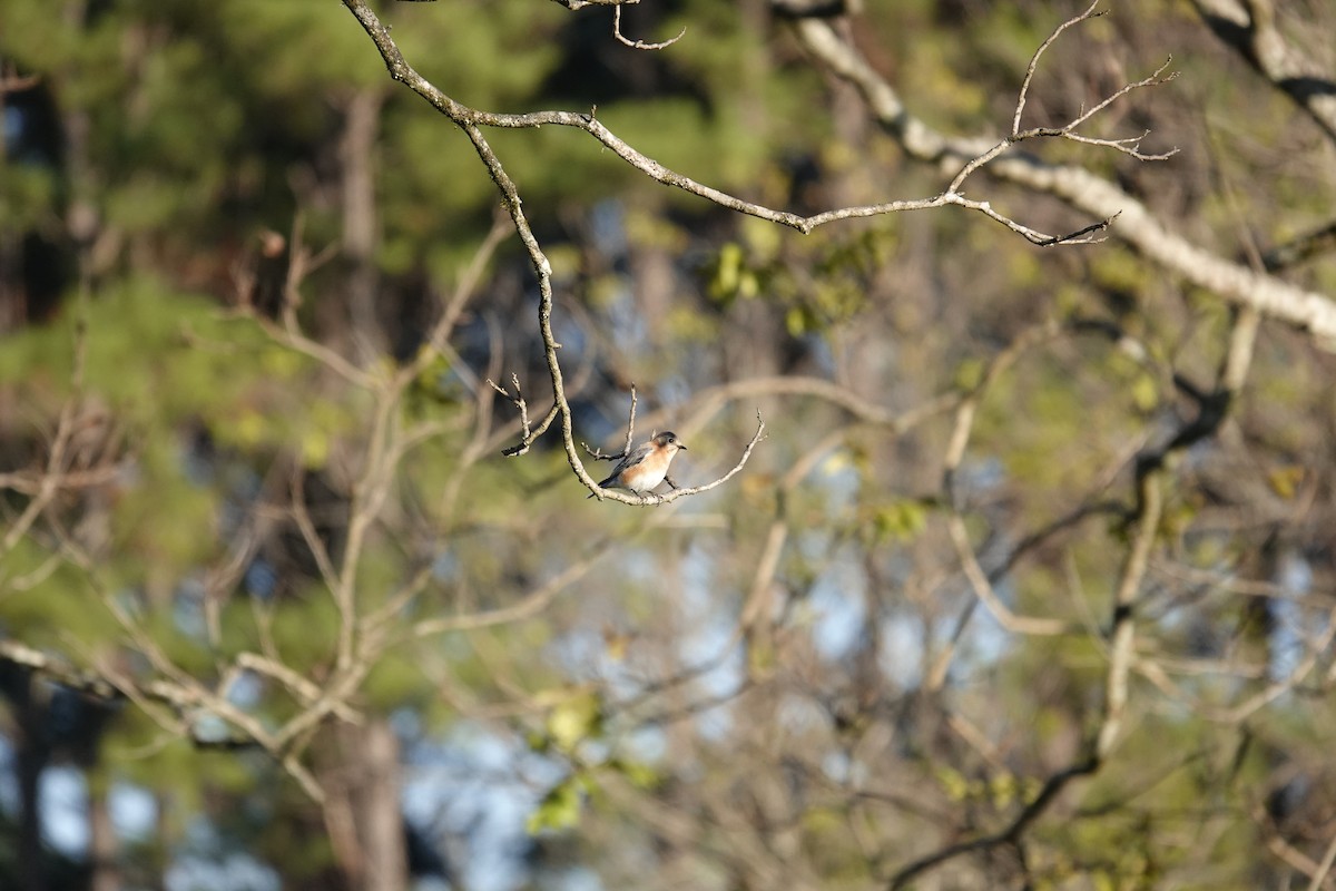 Восточная сиалия - ML646670662