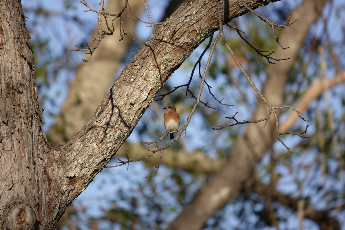 Восточная сиалия - ML646670663