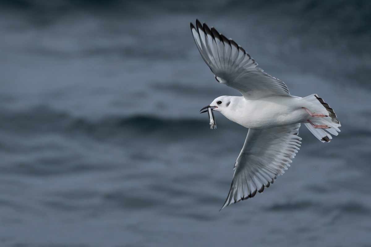 Bonaparte's Gull - ML646670665
