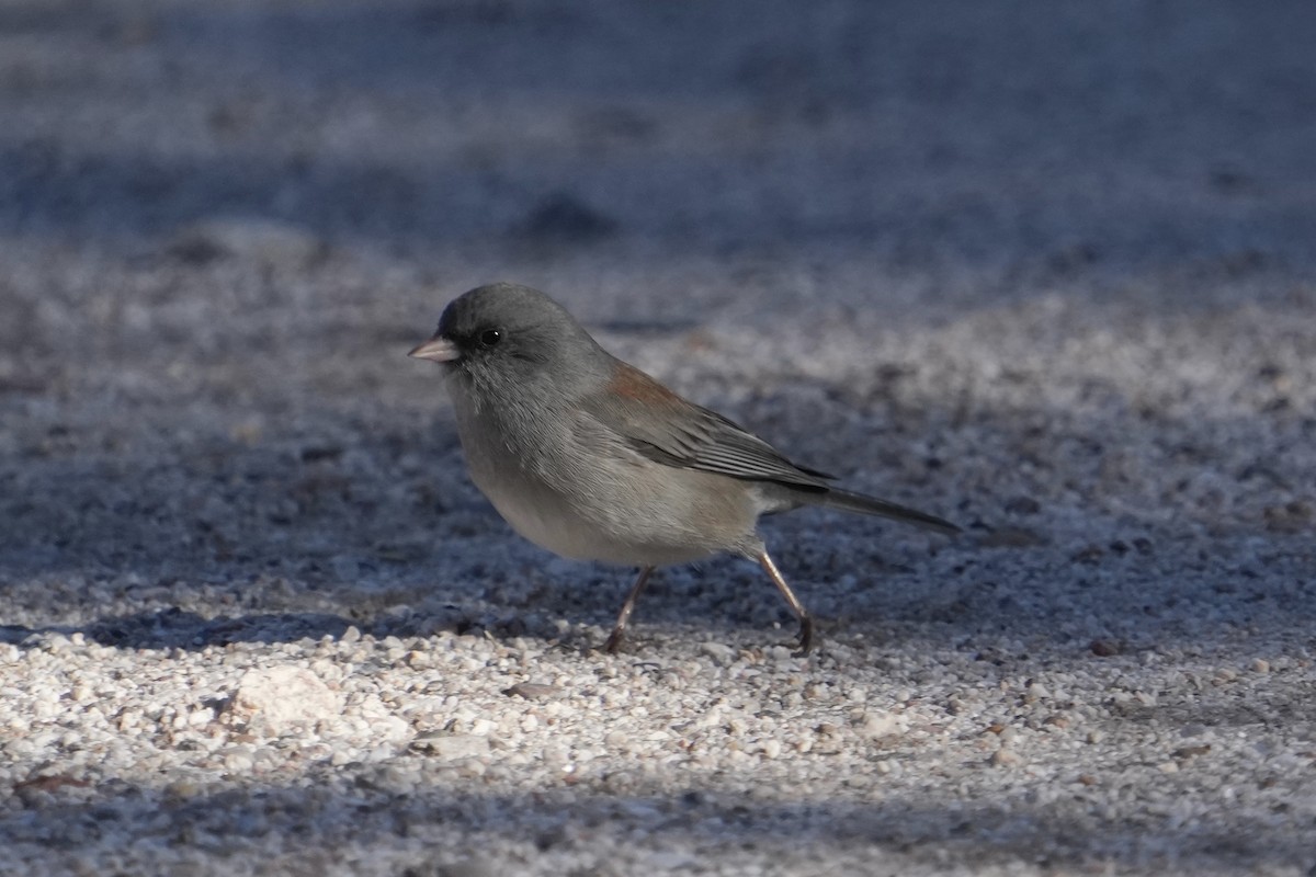 strnadec zimní (ssp. caniceps) - ML646670667