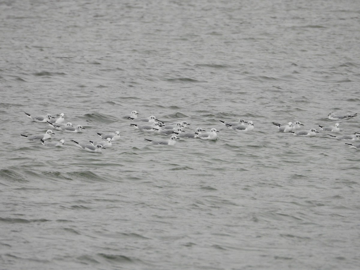 Bonaparte's Gull - ML646670676