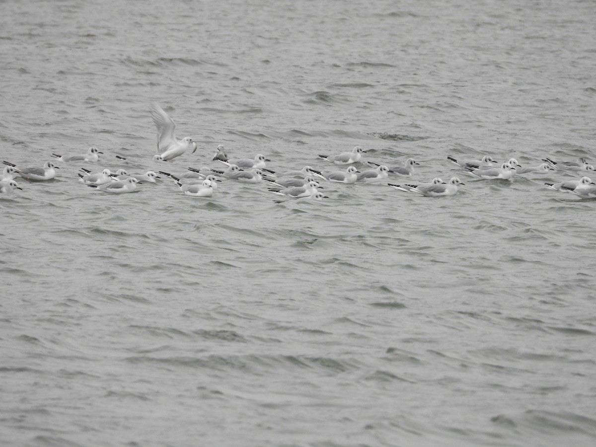 Bonaparte's Gull - ML646670677