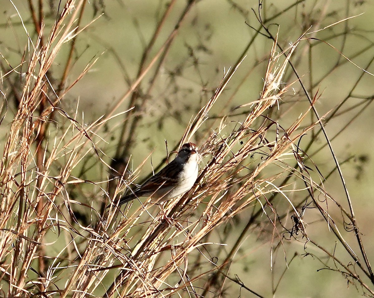 Малая воробьиная овсянка - ML646670678