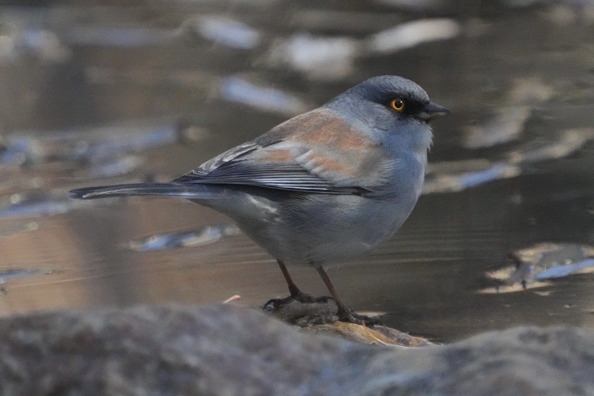 Yellow-eyed Junco - ML646670680