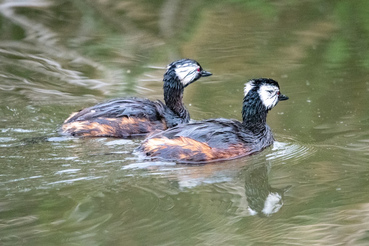 Grèbe de Rolland - ML646670681