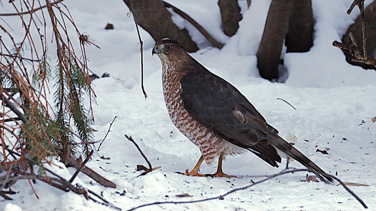 Cooper's Hawk - ML646670684