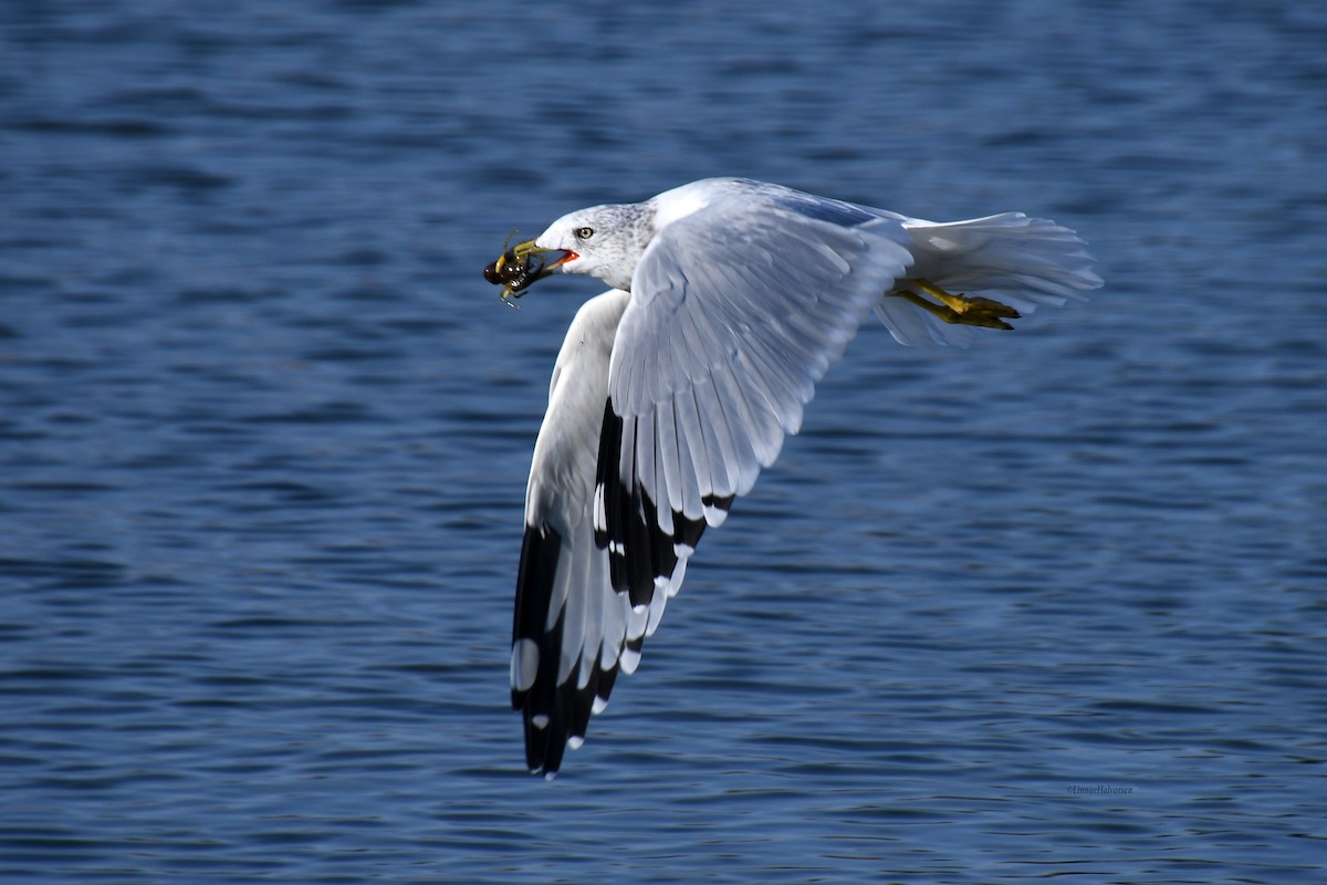 Goéland à bec cerclé - ML646670686