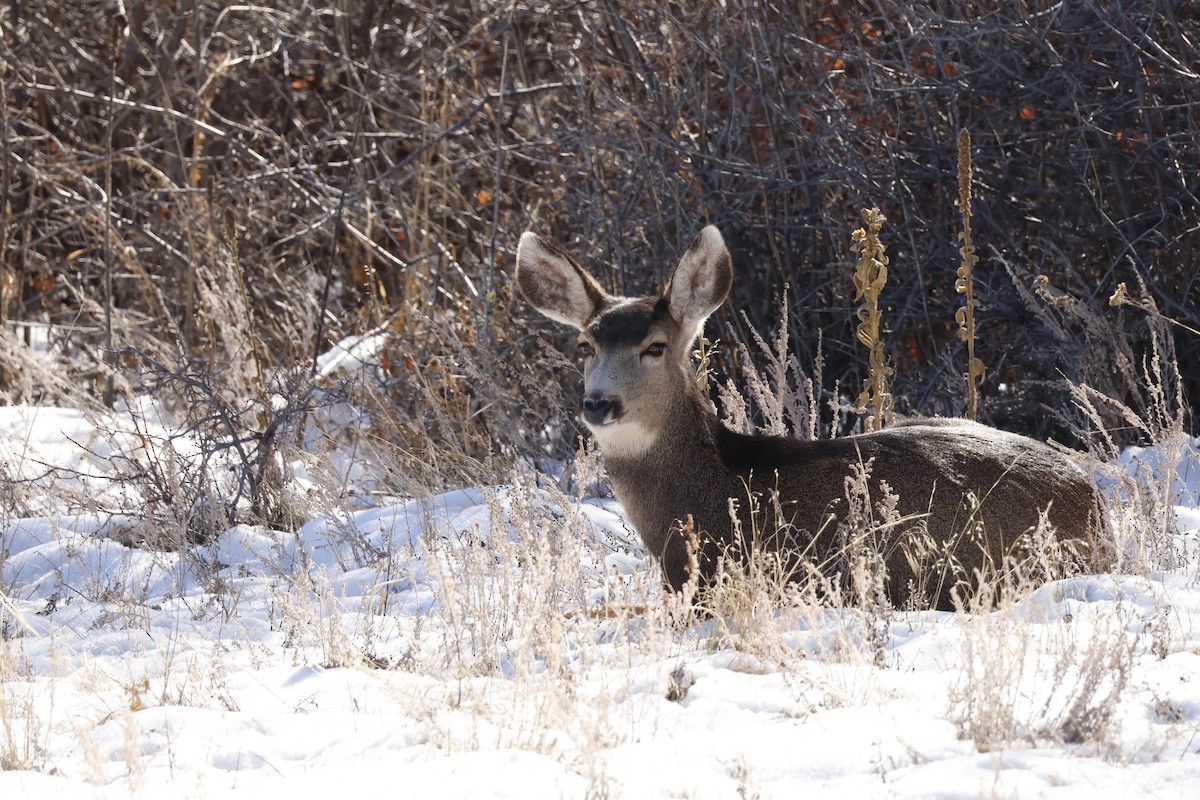 Mule Deer - ML646670687