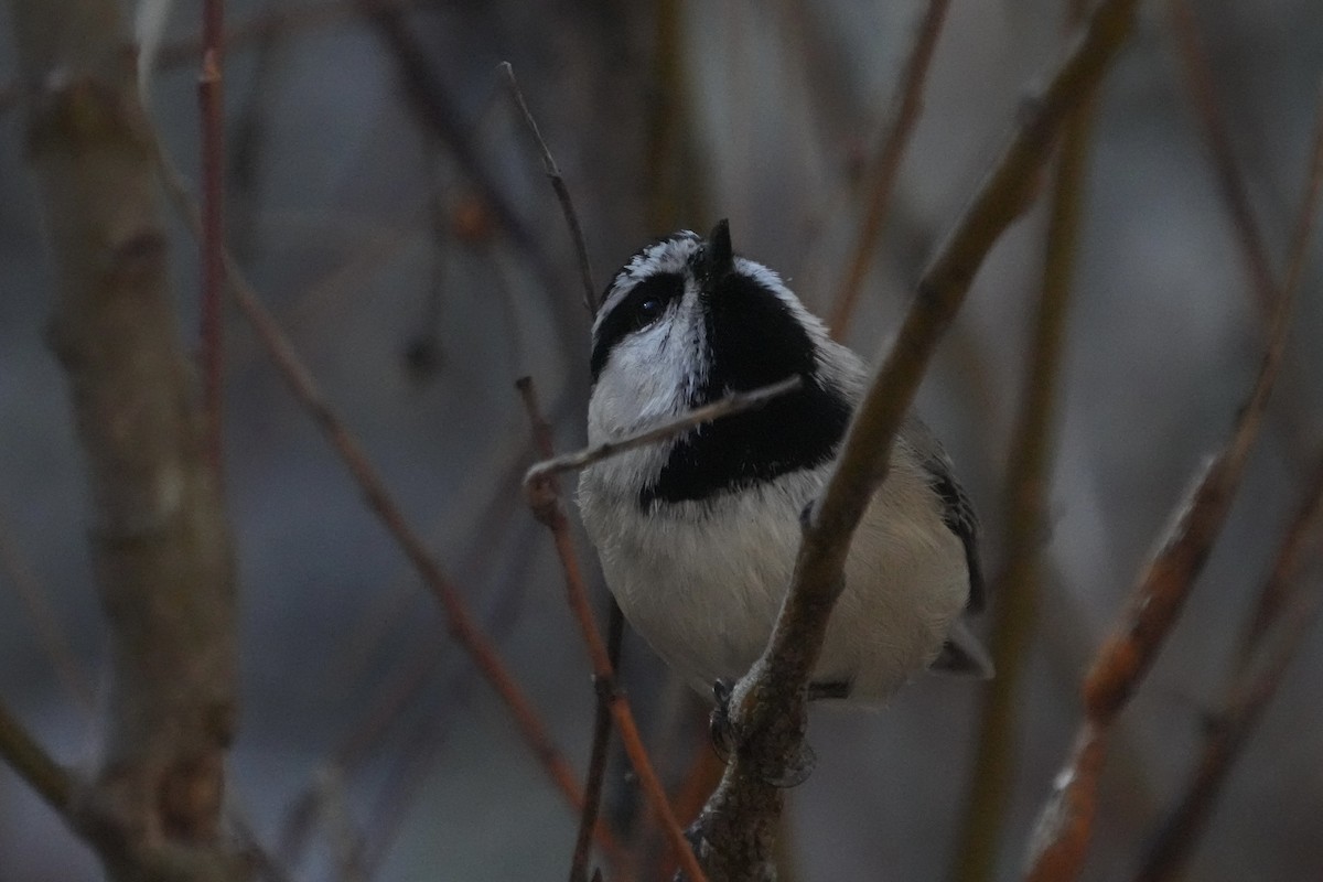 sýkora horská - ML646670690