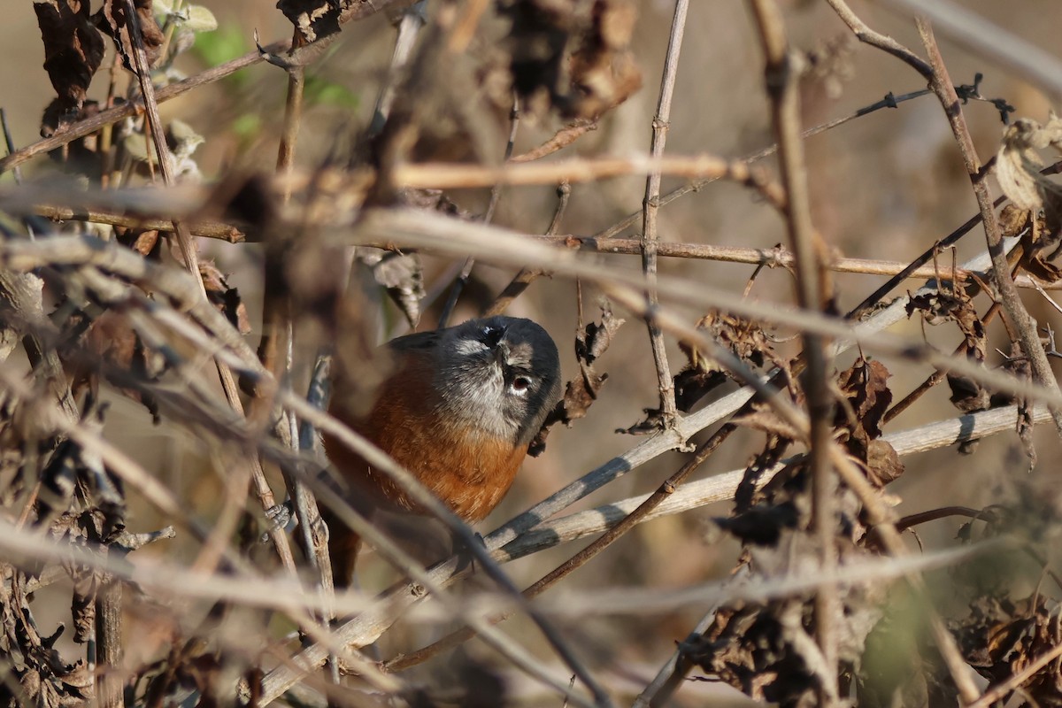 Russet-bellied Spinetail - ML646670695