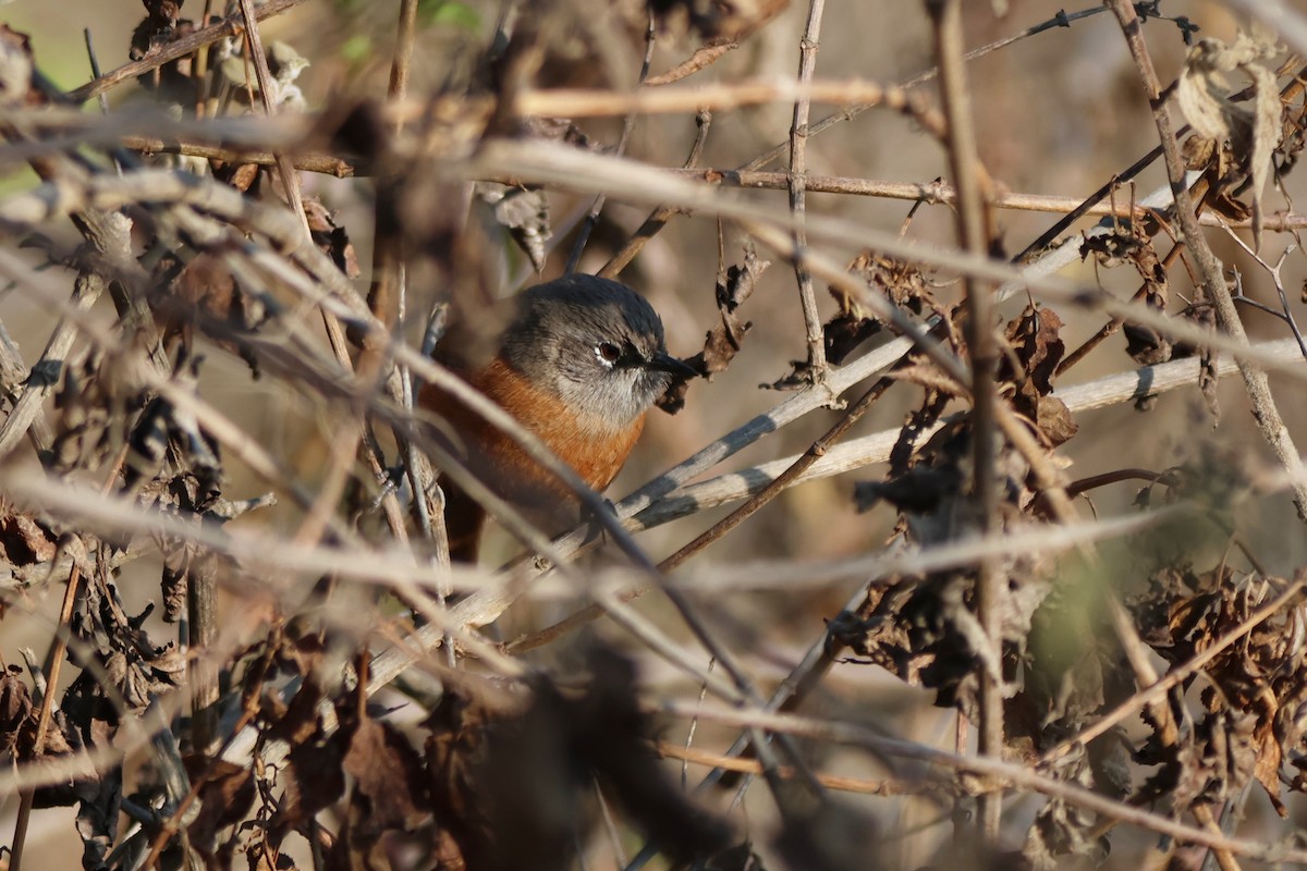 Russet-bellied Spinetail - ML646670696
