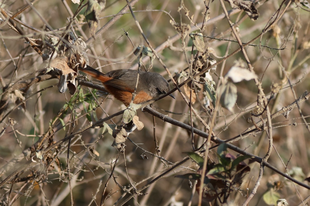 Russet-bellied Spinetail - ML646670697