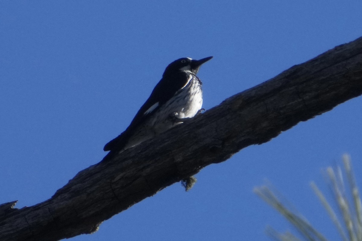 ドングリキツツキ - ML646670698