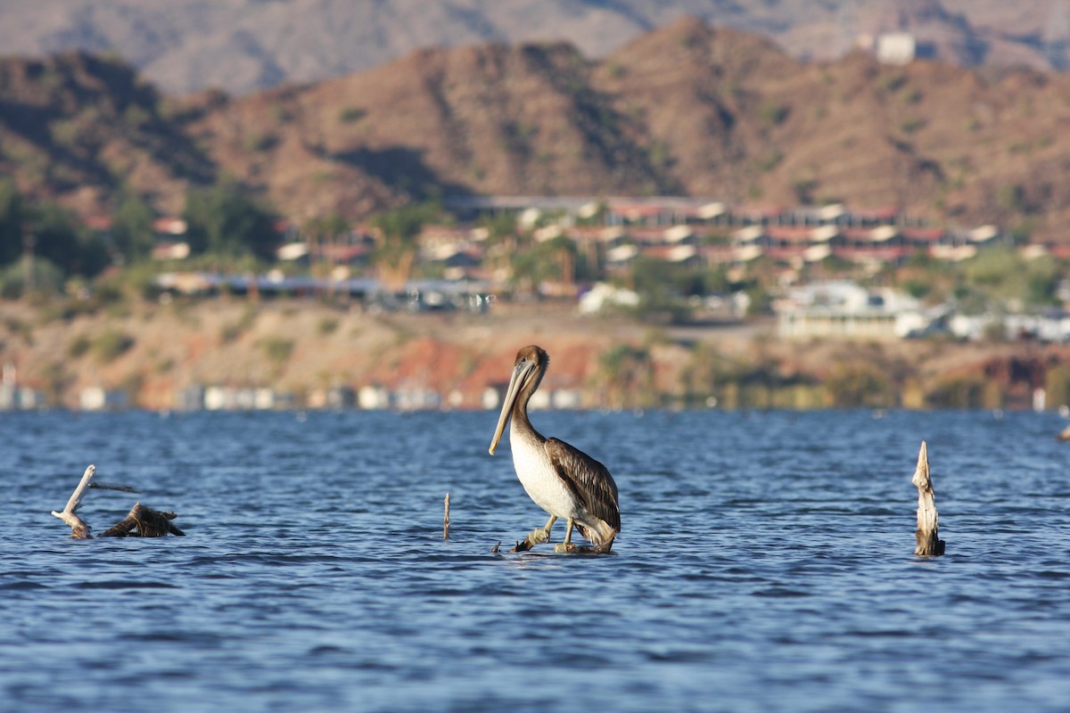 שקנאי חום - ML646670699
