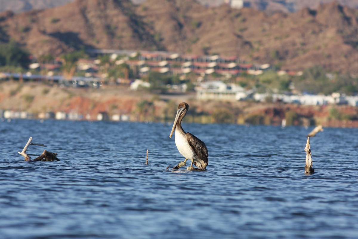 שקנאי חום - ML646670700
