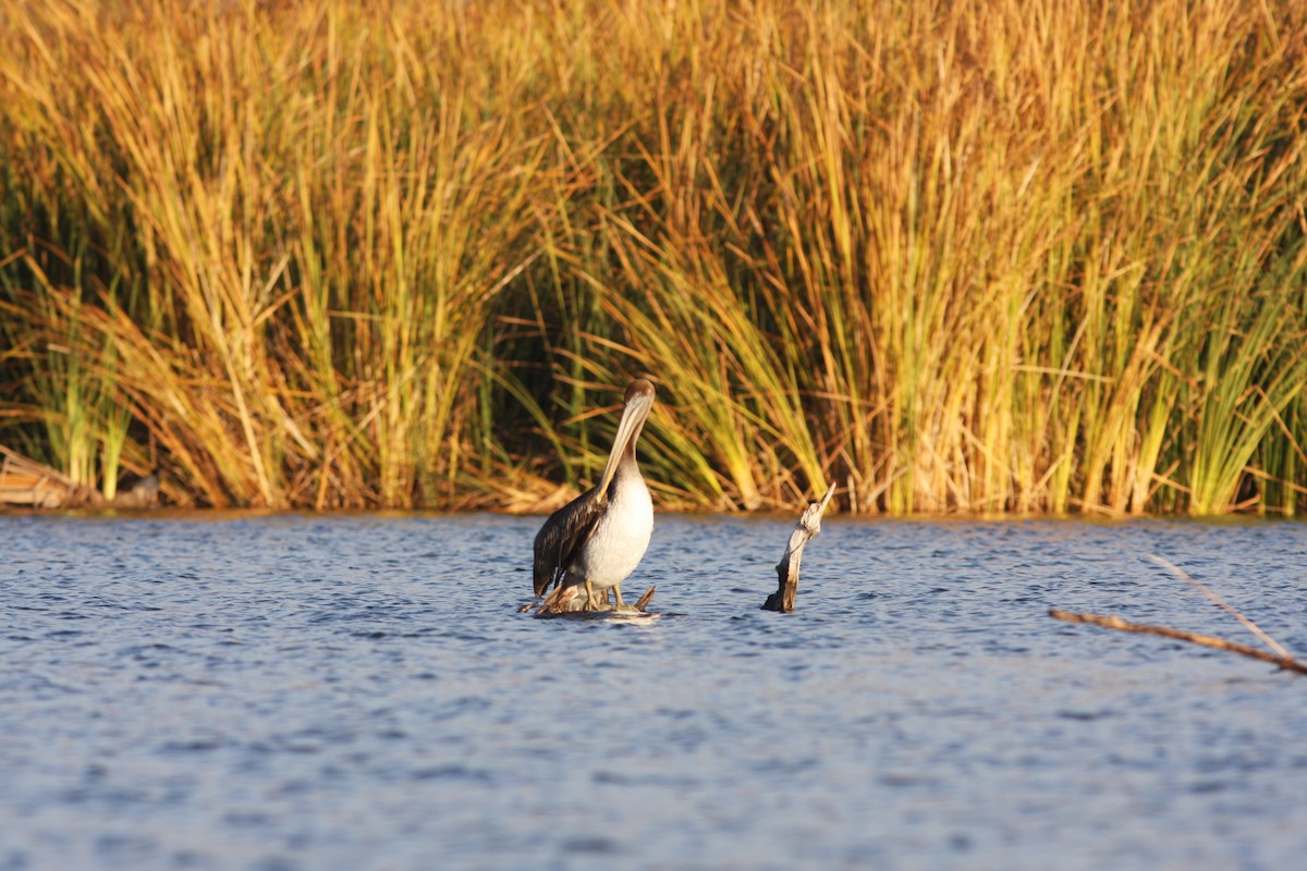 שקנאי חום - ML646670701