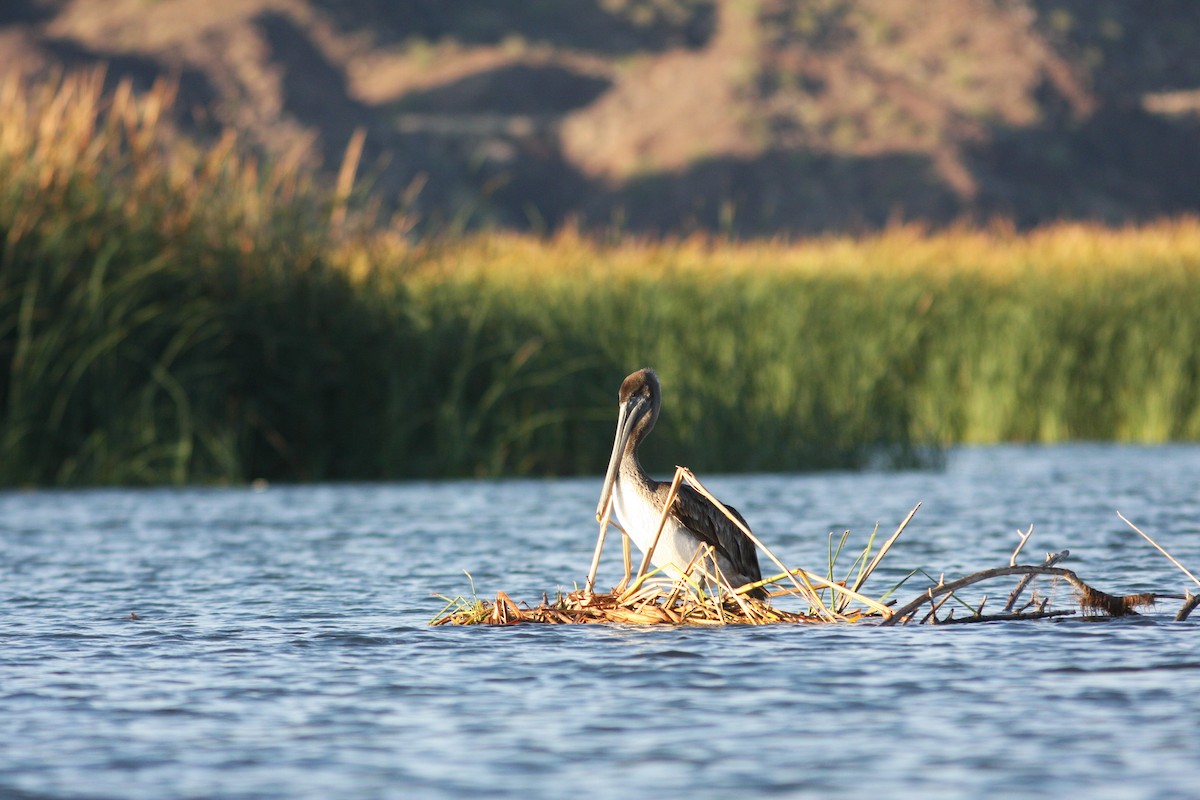 שקנאי חום - ML646670702