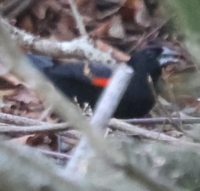 Red-winged Blackbird - ML646670703