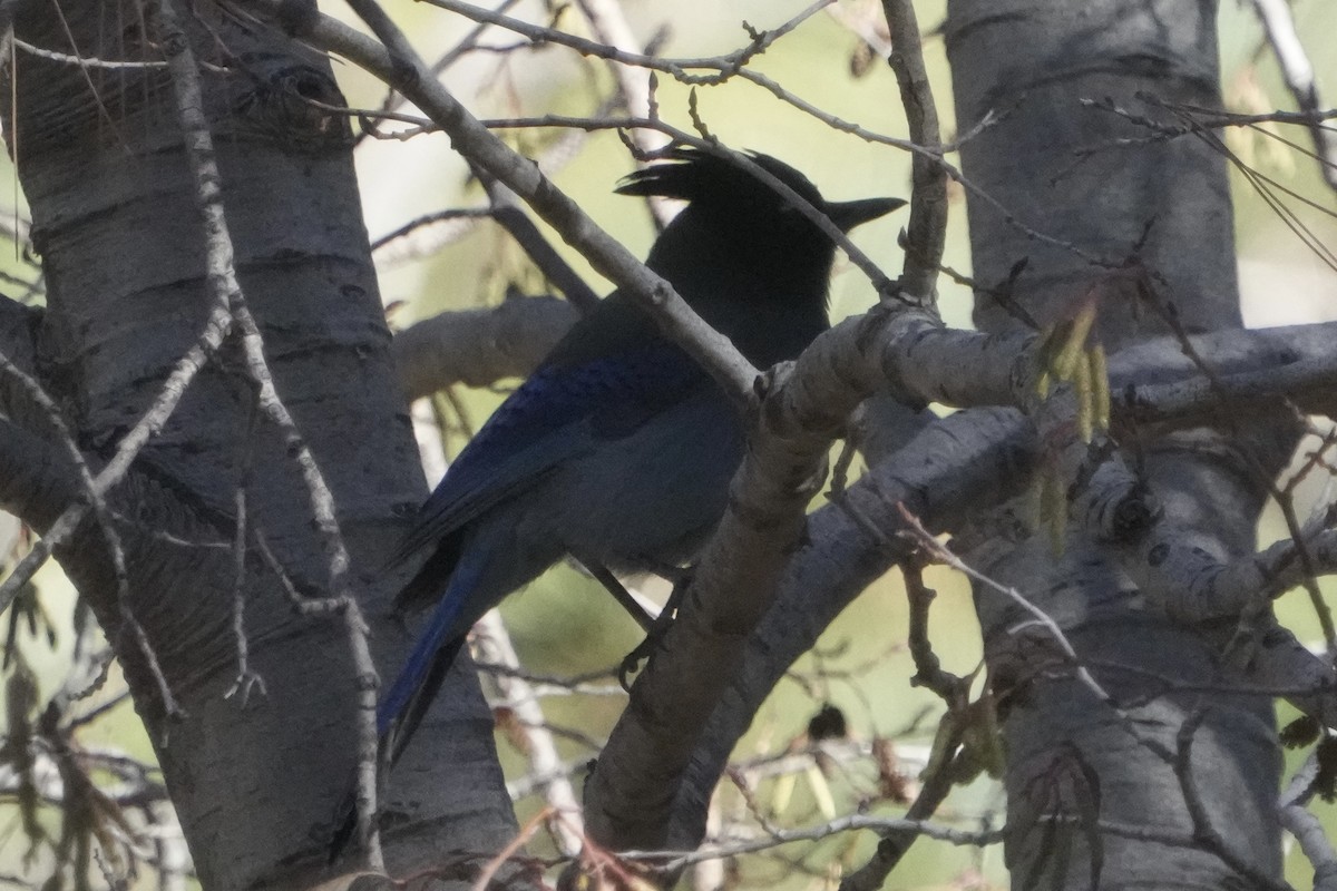 Steller's Jay - ML646670704