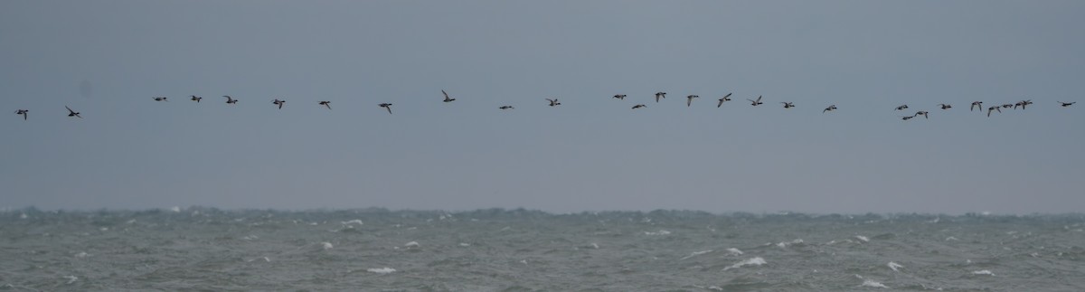 Redhead - ML646670705