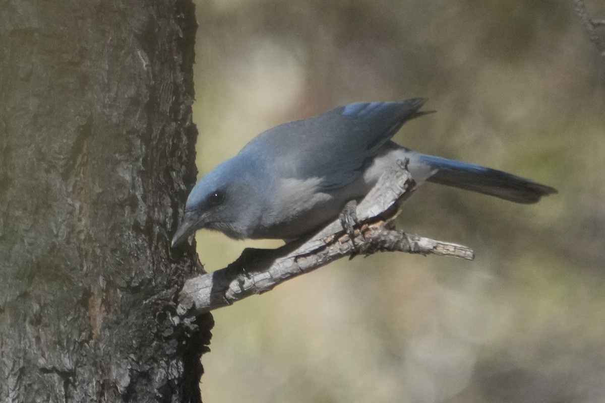 sojka mexická - ML646670707