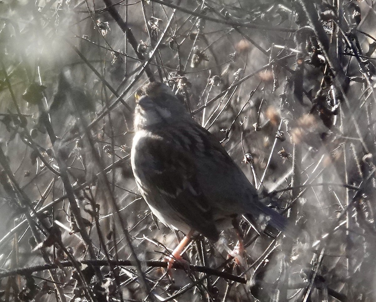 White-throated Sparrow - ML646670708