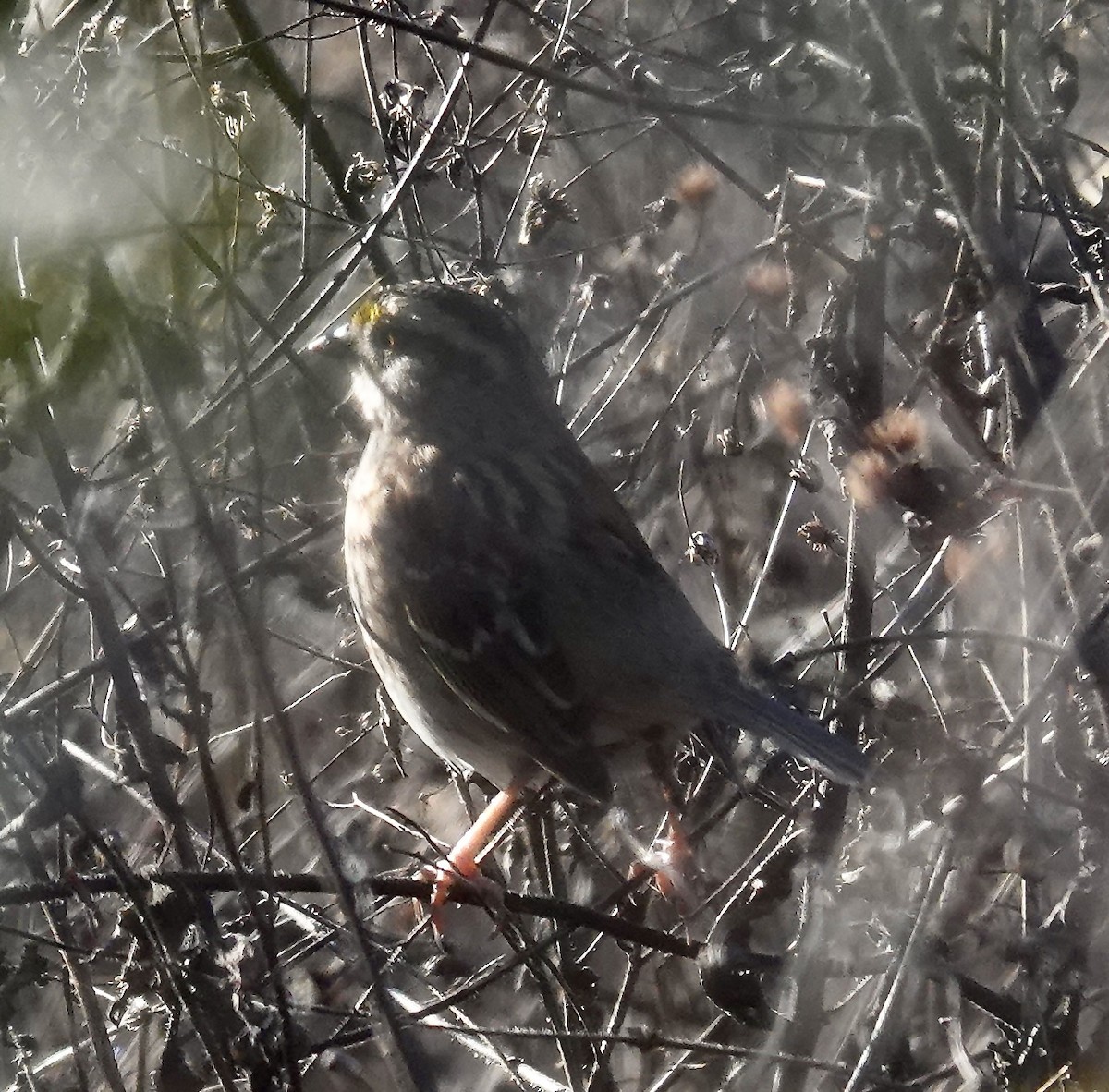 White-throated Sparrow - ML646670709