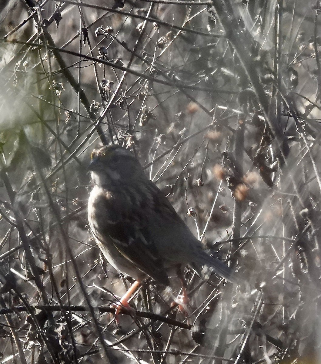 White-throated Sparrow - ML646670710