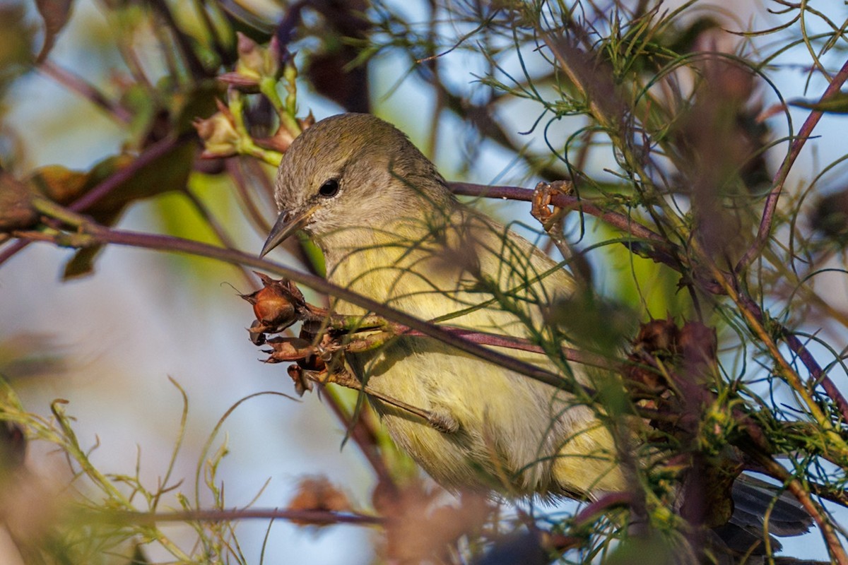 Reinita Coroninaranja - ML646670711