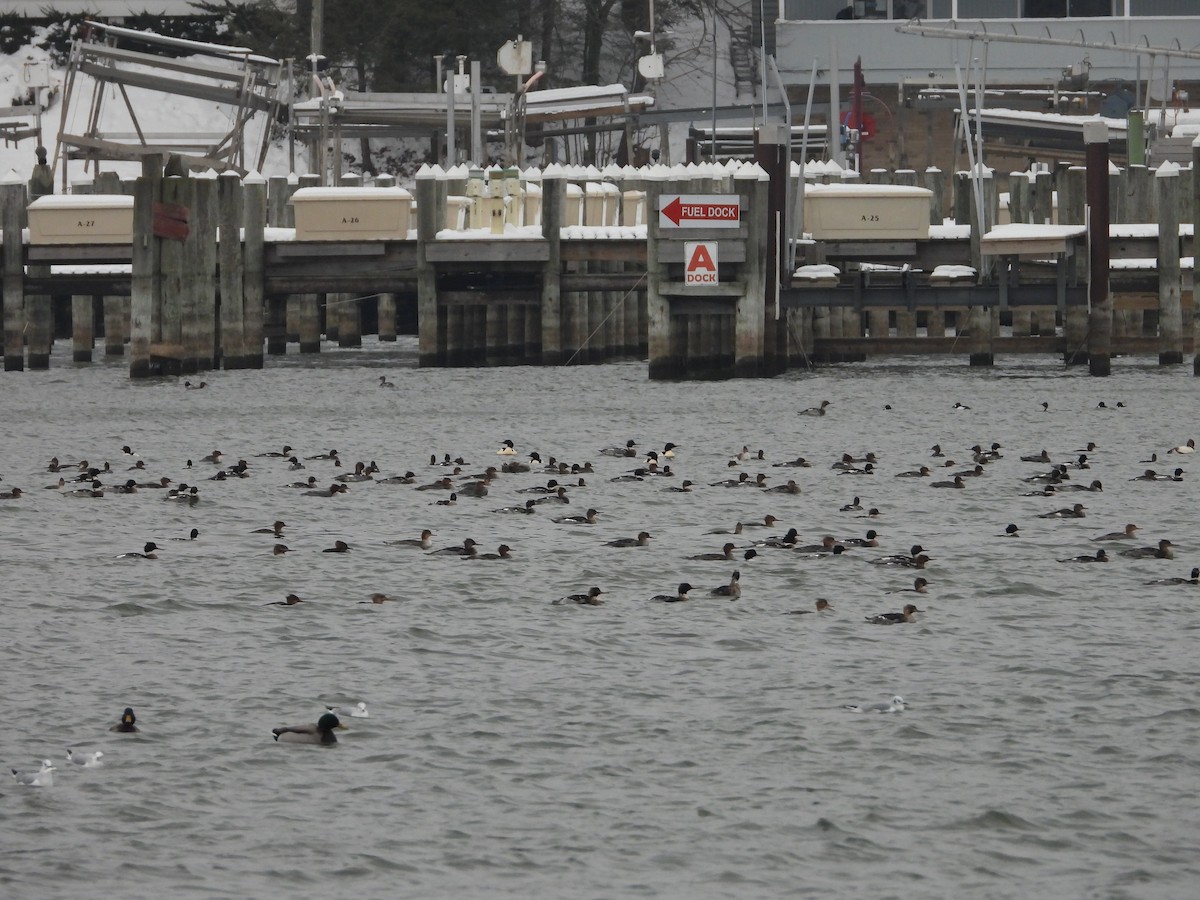 Red-breasted Merganser - ML646670712