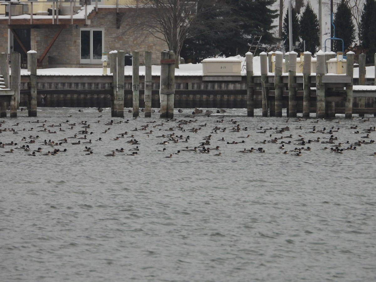 Red-breasted Merganser - ML646670713