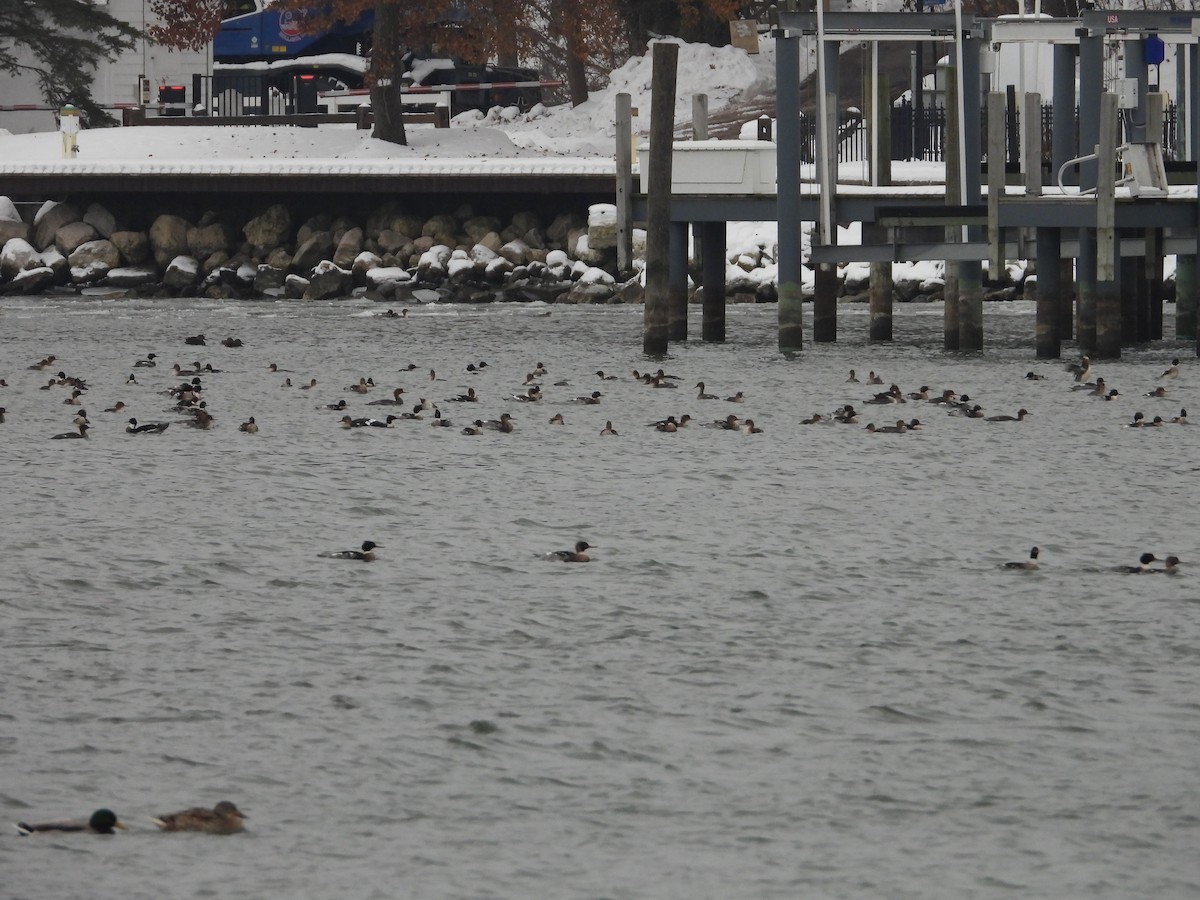 Red-breasted Merganser - ML646670714