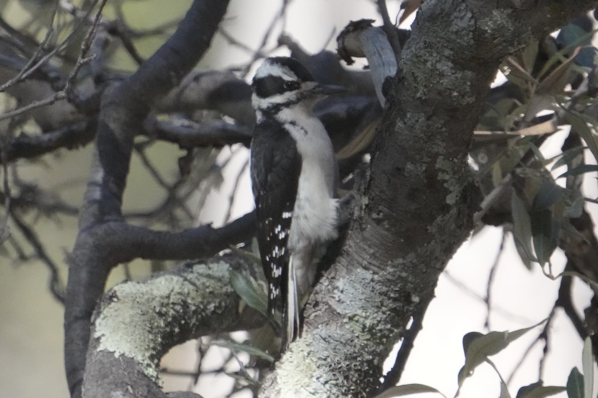 strakapoud americký - ML646670715