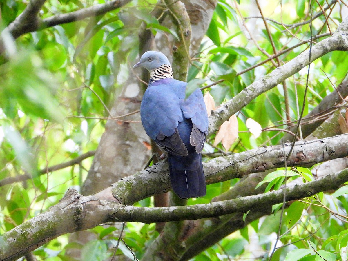 Ashy Wood-Pigeon - ML646670717